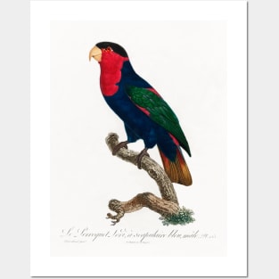 The Black-Capped Lory, Lorius lory from Natural History of Parrots (1801—1805) by Francois Levaillant Posters and Art